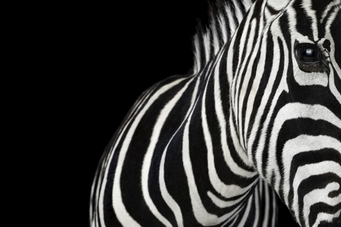 animal-photography-Brad-Wilson-zebra-1